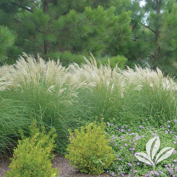 GRASS ADAGIO MAIDEN (3 Gallon) 'miscanthus sinensis 'Adagio'