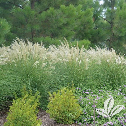 GRASS ADAGIO MAIDEN (3 Gallon) 'miscanthus sinensis 'Adagio'