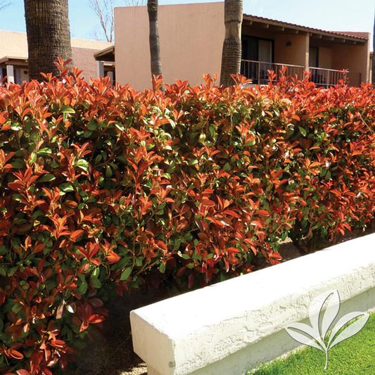 PHOTINIA FRASER'S (3 gallon) Photinia x fraseri