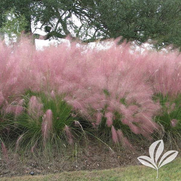 PINK MUHLY GRASS (3 Gallon) muhlenbergia capillaris 'pink'