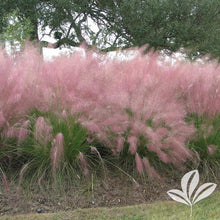 Load image into Gallery viewer, PINK MUHLY GRASS (3 Gallon) muhlenbergia capillaris 'pink'