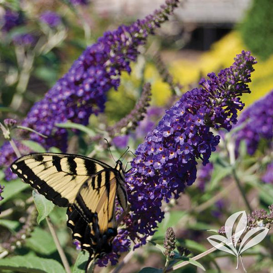 BUTTERFLY BUSH ASIAN MOON (3 Gallon) buddleia 'Asian Moon'