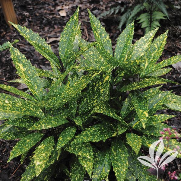 AUCUBA HOSOBA HOSHIFU (3 Gallon) "aucuba japonica"