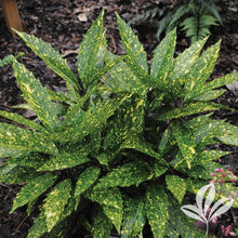 Load image into Gallery viewer, AUCUBA HOSOBA HOSHIFU (3 Gallon) "aucuba japonica"