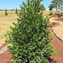 Load image into Gallery viewer, LAUREL CHERRY EVERBRITE (7 gallon) Prunus caroliniana &#39;Greevbrite&#39;