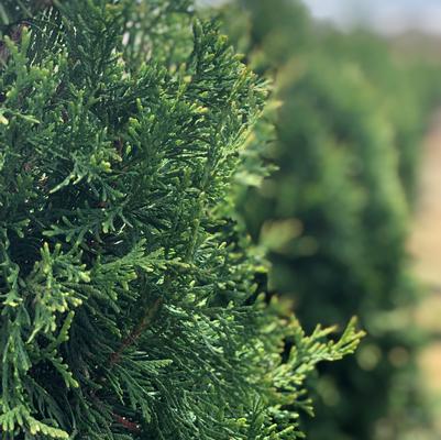 ARBORVITAE SLENDER GIANT (3 gallon) Thuja x