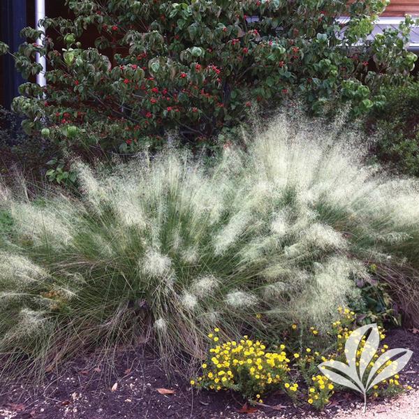 GRASS WHITE CLOUD MUHLY (3 gallon) muhlenbergia capillaris 'white cloud'