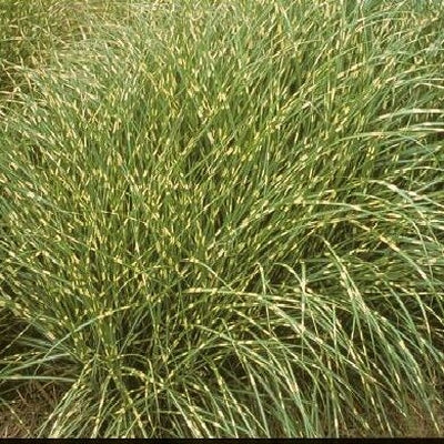 GRASS LITTLE ZEBRA MAIDEN (3 gallon) miscanthus sinensis 'Little Zebra'