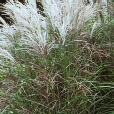 LITTLE FOUNTAIN MAIDEN GRASS (1 gallon) Miscanthus sinensis 'Kleine Fontaine'