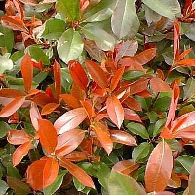 PHOTINIA FRASER'S (3 gallon) Photinia x fraseri