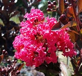 lagerstroemia indica 'WHIT X' PP #27,085 DOUBLE DYNAMITE CRAPE MYRTLE