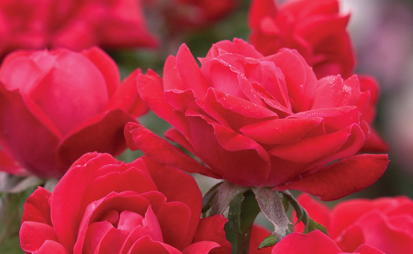 ROSE DOUBLE RED KNOCKOUT (3 gallon) rosa ‘Radtko’
