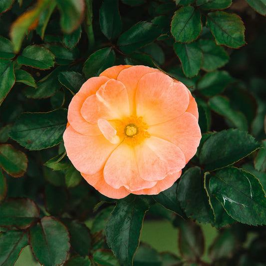 DRIFT ROSE TREE APRICOT (5 gallon) Rosa 'Meimirrote'