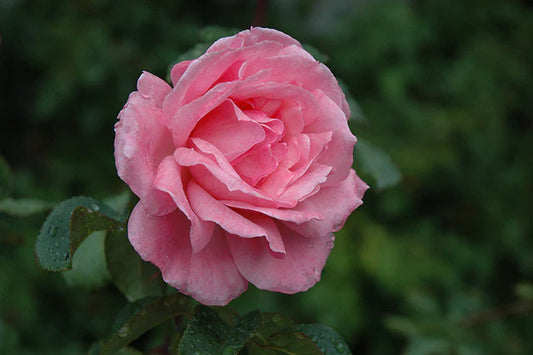 HYBRID TEA ROSE QUEEN ELIZABETH (3 gallon) rosa 'queen elizabeth'