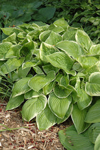 Load image into Gallery viewer, HOSTA FROZEN MARGARITA (1 quart) hosta x 'frozen margarita'