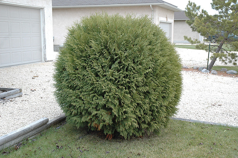 ARBORVITAE WOODWARD (10 gallon) Thuja occidentalis 'Woodwardii'