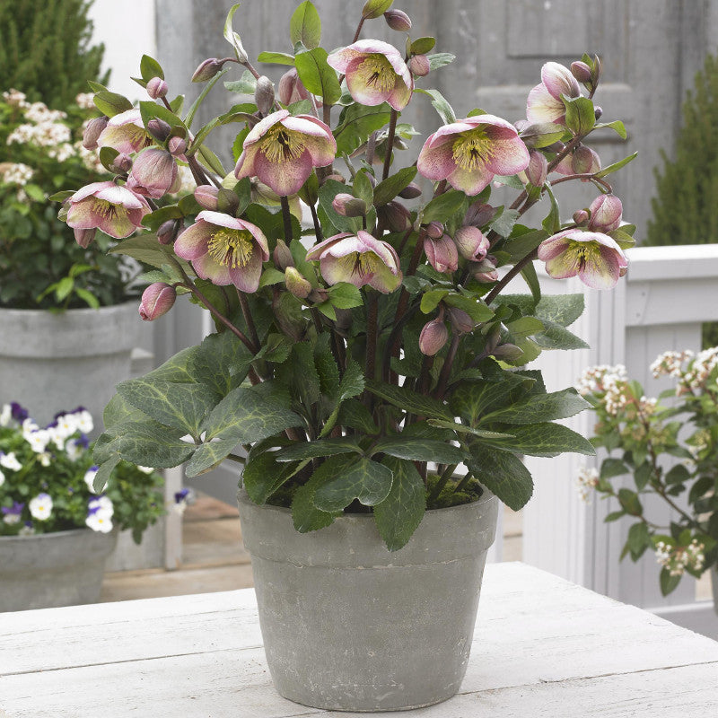 LENTEN ROSE HELLEBORUS FROSTKISS BAYLI'S BLUSH (half gallon) helleborus 'Bayli's Blush'