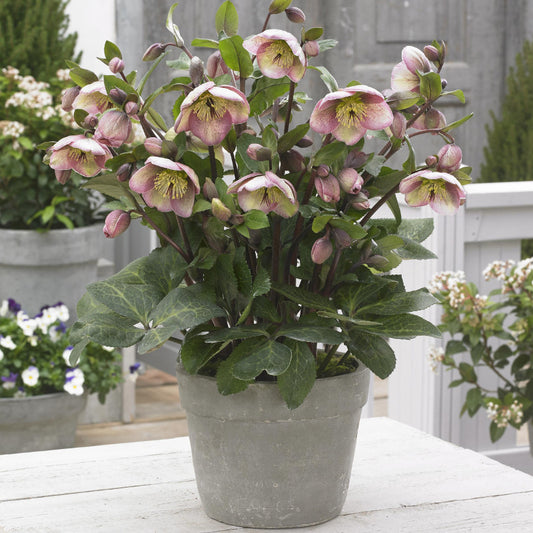 LENTEN ROSE HELLEBORUS FROSTKISS BAYLI'S BLUSH (half gallon) helleborus 'Bayli's Blush'