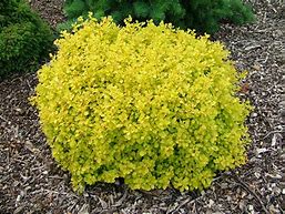 berberis thunbergii 'aurea' GOLDEN BARBERRY