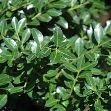 HOLLY GREEN LUSTRE (7 Gallon) ilex crenata 'Green Lustre'