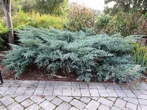 JUNIPER GREY OWL (3 Gallon) juniperus virginiana 'Grey Owl'