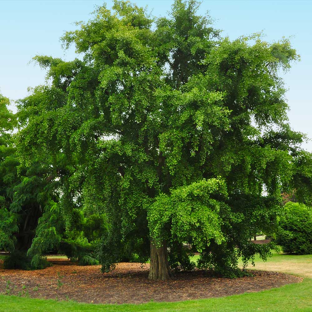 GINKGO TREE (1.5" caliper) - ginkgo biloba