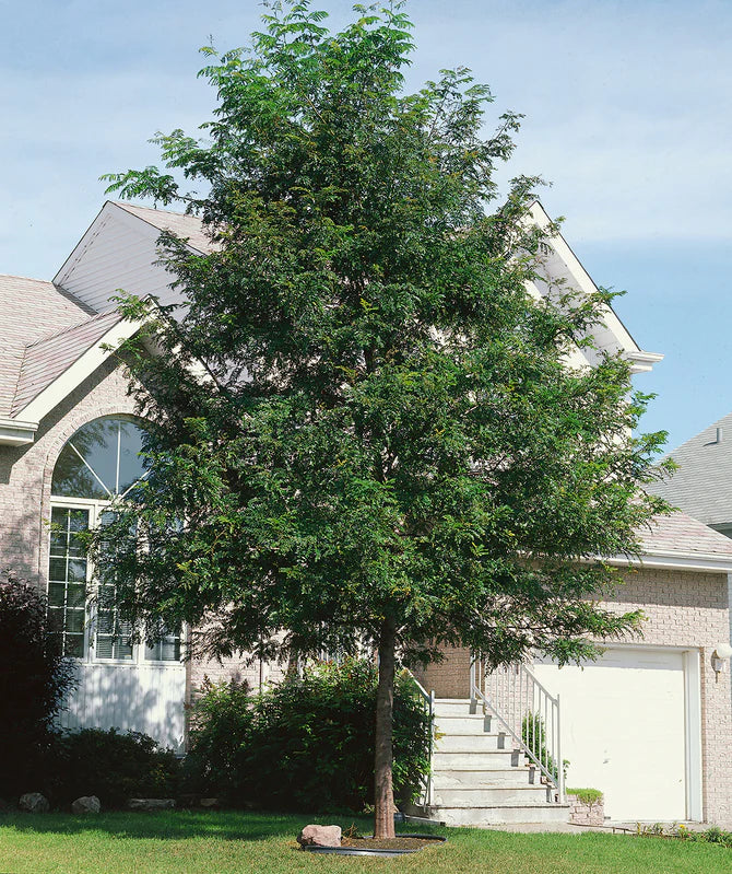 SKYLINE HONEYLOCUST (2" caliper) Gleditsia triacanthos inermis 'Skyline'
