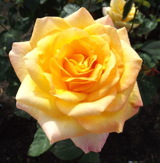 GRANDIFLORA HYBRID TEA ROSE GOLD MEDAL (3 gallon)  Rosa 'gold medal'