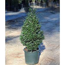 HOLLY HIGHLANDER (5 gallon)  Ilex crenata 'Highlander'