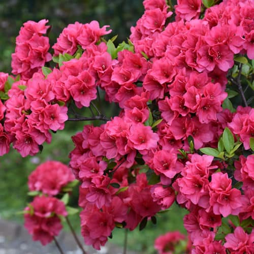AZALEA HERSHEY RED (3 GALLON) azalea x