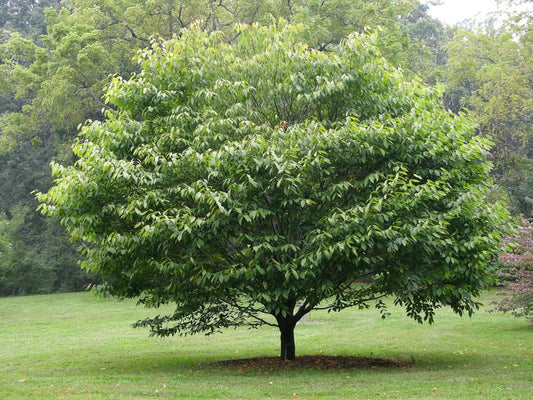 HORNBEAM TREE (1.5" caliper) - carpinus betulus