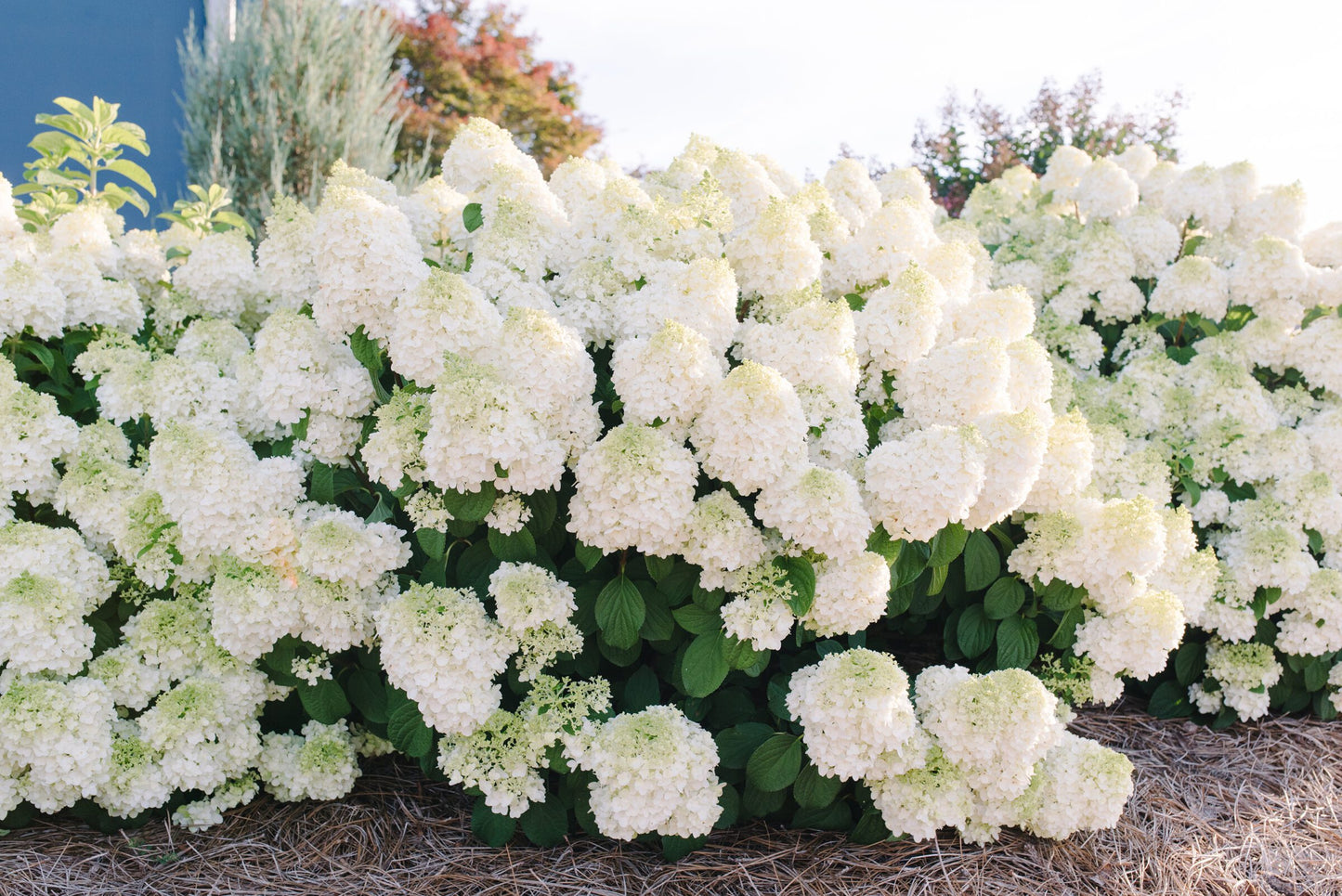 LITTLE HOTTIE HYDRANGEA (3 Gallon) hydrangea paniculata ‘Bailpanone’