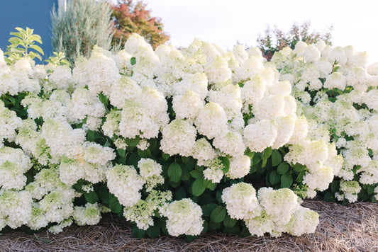 LITTLE HOTTIE HYDRANGEA (3 Gallon) hydrangea paniculata ‘Bailpanone’