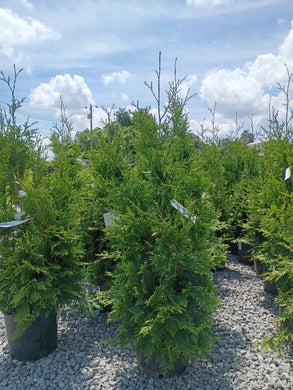 ARBORVITAE SLENDER GIANT (3 gallon) Thuja x