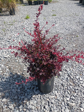 Load image into Gallery viewer, BARBERRY ROSY GLOW (1 Gallon) berberis thunbergii ‘Rosy Glow’