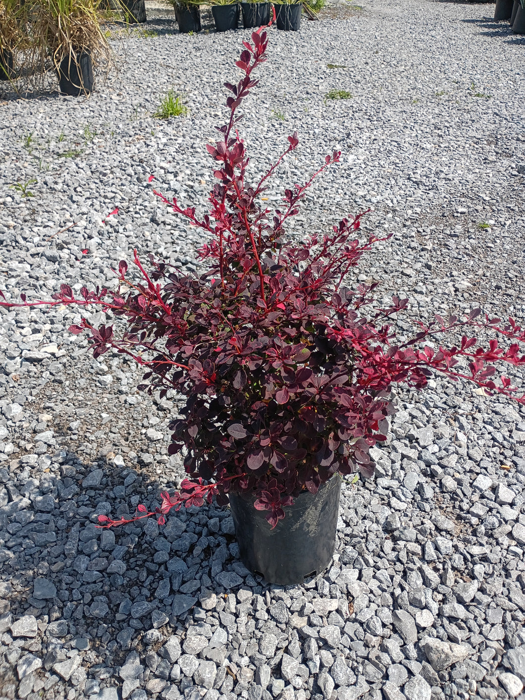 BARBERRY ROSY GLOW (1 Gallon) berberis thunbergii ‘Rosy Glow’