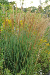 sorghastrum nutans 'indiangrass' INDIAN GRASS