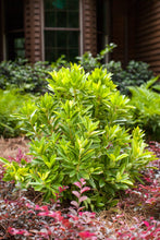 Load image into Gallery viewer, BANANAPPEAL ANISE (3 gallon) Illicium parviflorum 'bananAppeal'