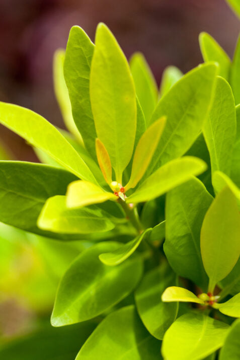 alexiastam 2017 バナナリーフ BananAppeal Anise (3 Gallon) - Golden Evergreen Shrub | Needham's