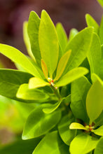 Load image into Gallery viewer, BANANAPPEAL ANISE (3 gallon) Illicium parviflorum 'bananAppeal'