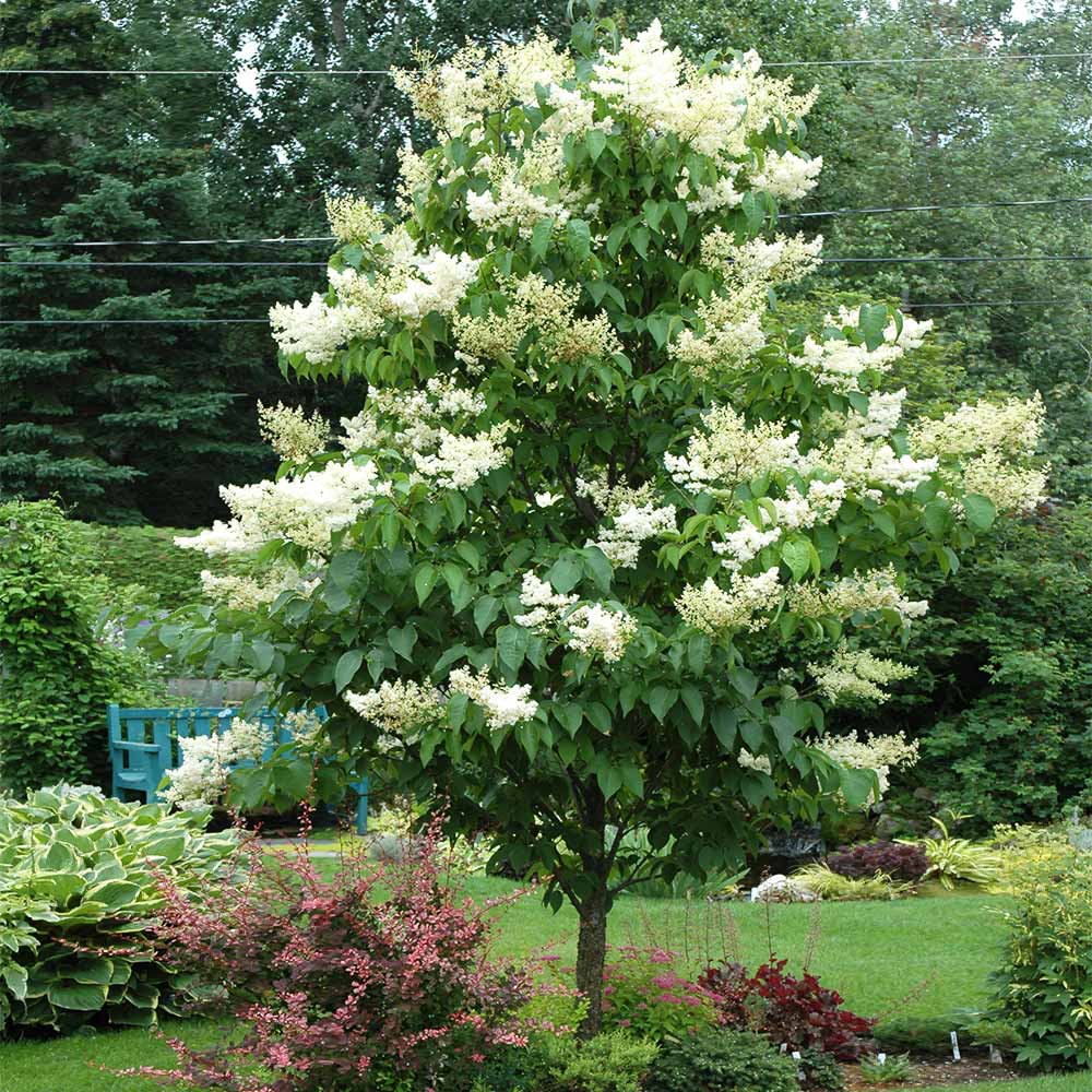LILAC IVORY SILK TREE FORM (3 gallon) Syringa reticulata 'Ivory Silk'