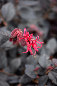 LOROPETALUM CHERRY BLAST (3 gallon) loropetalum chinense