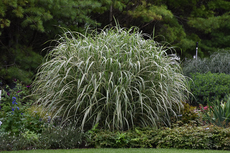 GRASS COSMOPOLITAN GRASS (3 Gallon) miscanthus sinensis var. condensatus