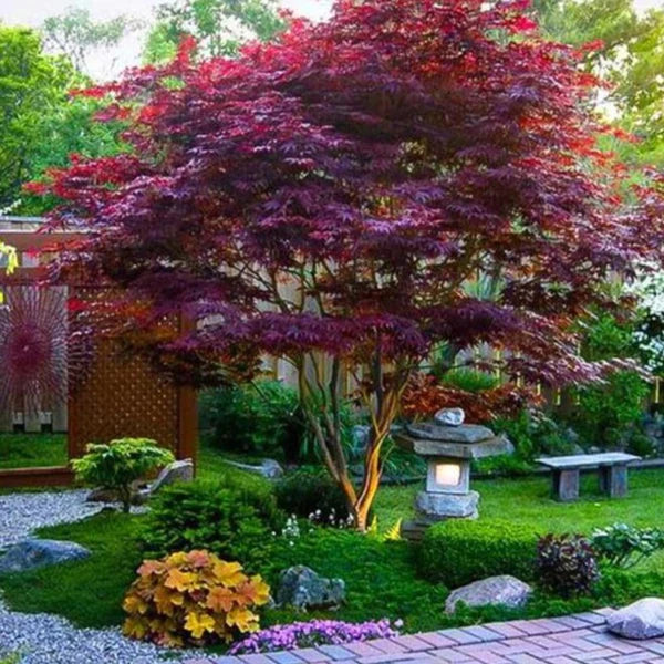 JAPANESE MAPLE BLOODGOOD (15 gallon) acer palmatum var. atropurpureum 'Bloodgood'