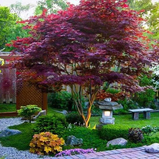 JAPANESE MAPLE BLOODGOOD (15 gallon) acer palmatum var. atropurpureum 'Bloodgood'