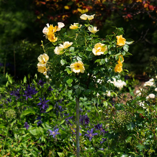 ROSE KNOCKOUT EASY BEE-ZY TREE (5 gallon) Rosa 'SRPylwko' PP 35,465 CPBRAF