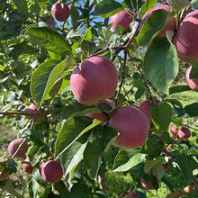 Apple Tree Liberty (5 gallon) malus domestica