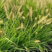 pennisetum alopecuroides 'lumen gold' LUMEN GOLD FOUNTAIN GRASS