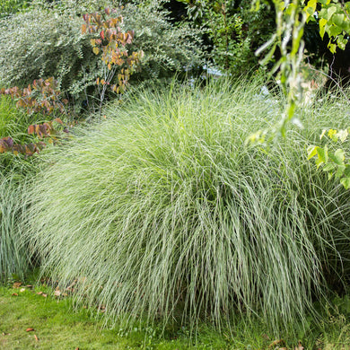 GRASS MORNING LIGHT MAIDEN GRASS (3 gallon) Miscanthus sinensis 'Morning Light'