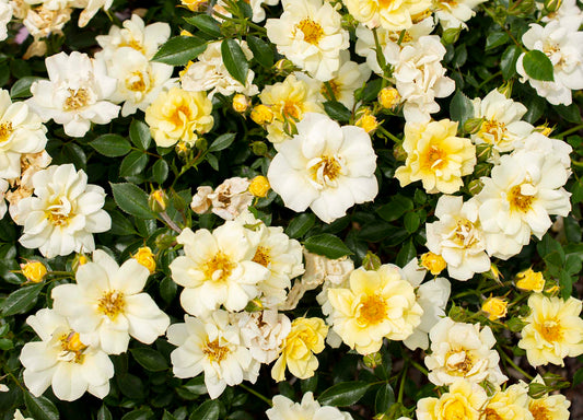 ROSE LEMON DRIFT (3 gallon) Rosa ‘Meisentmil’